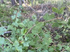 Ribes cynosbati