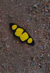 Cyllopoda jatropharia