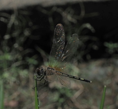 Trithemis pallidinervis