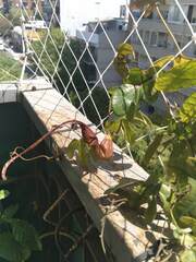 Aristolochia macroura
