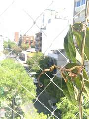 Aristolochia macroura