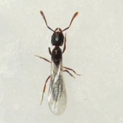 Ponera pennsylvanica