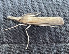 Thaumatopsis pexellus