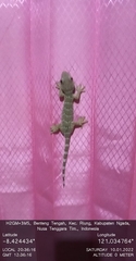 Gekko gecko