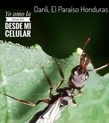 Odontomachus haematodus