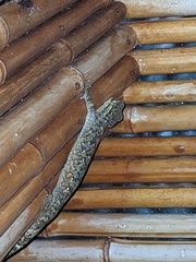 Thecadactylus rapicauda