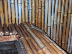 Thecadactylus rapicauda