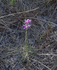 Liatris punctata mucronata
