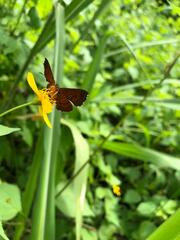 Riodinidae
