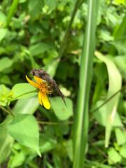 Riodinidae