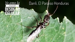 Odontomachus haematodus