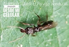 Odontomachus haematodus