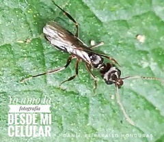 Odontomachus haematodus