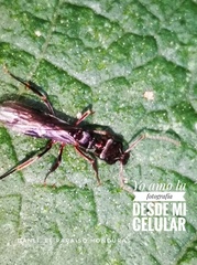 Odontomachus haematodus