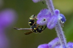 Ancistrocerus bustamente