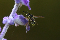 Ancistrocerus bustamente