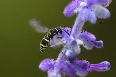 Ancistrocerus bustamente