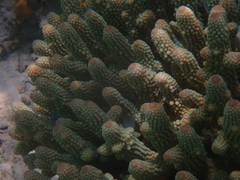 Acropora humilis