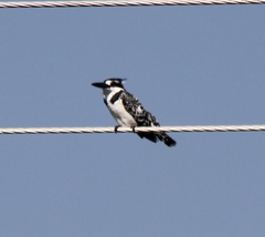 Ceryle rudis rudis