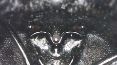 Xylocopa frontalis