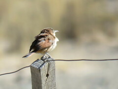 Phacellodomus striaticeps