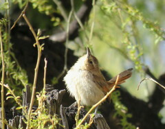Phacellodomus striaticeps