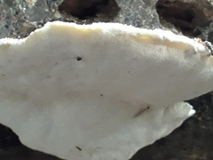Amaropostia stiptica