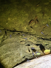 Microhyla heymonsi