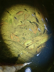 Microhyla heymonsi