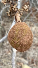 Aesculus parryi