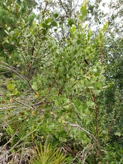 Lyonia fruticosa