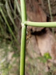 Neoscona theisi