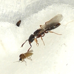 Ponera pennsylvanica