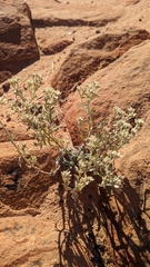 Pseudognaphalium canescens