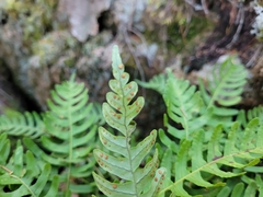 Polypodium appalachianum