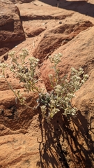 Pseudognaphalium canescens