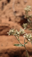 Pseudognaphalium canescens