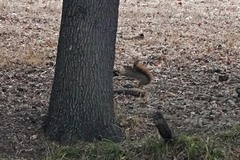 Sciurus