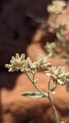 Pseudognaphalium canescens