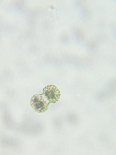 gloeocapsa 40x