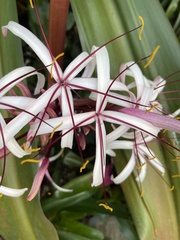 Crinum