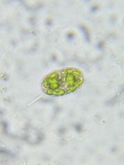 Actinotaenium cucurbita