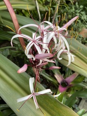 Crinum
