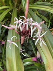 Crinum