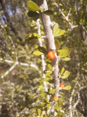 Schaefferia cuneifolia