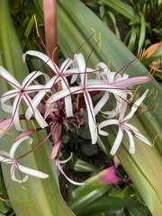 Crinum