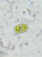 Actinotaenium cucurbita