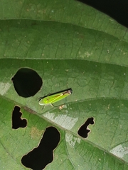 Sibovia