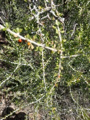 Schaefferia cuneifolia