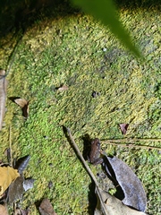 Glandirana minima